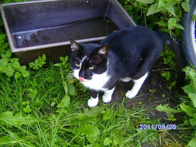 Blanding af racer rex - 2010--9 år billede 4