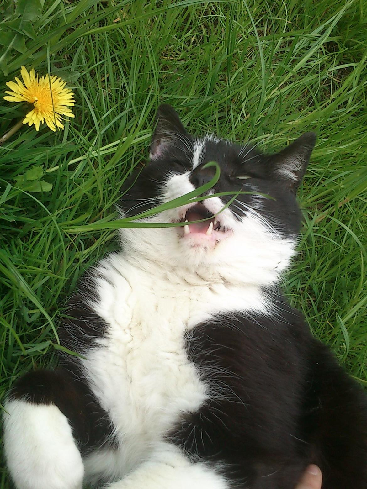 Blanding af racer rex - 2012--10 år billede 2