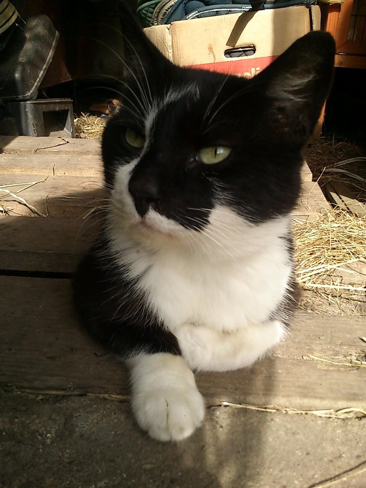 Blanding af racer rex - 2012--11 år billede 12