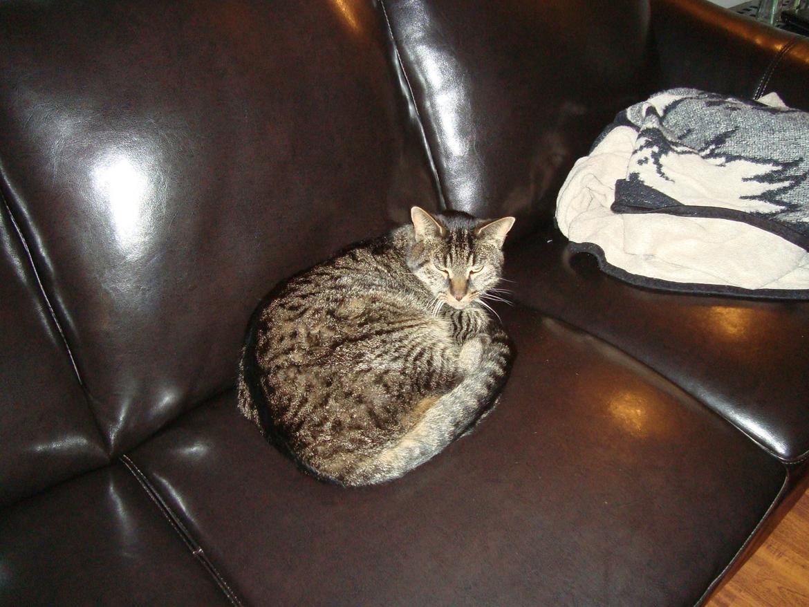 Blanding af racer Bounty - Hygge:) billede 1