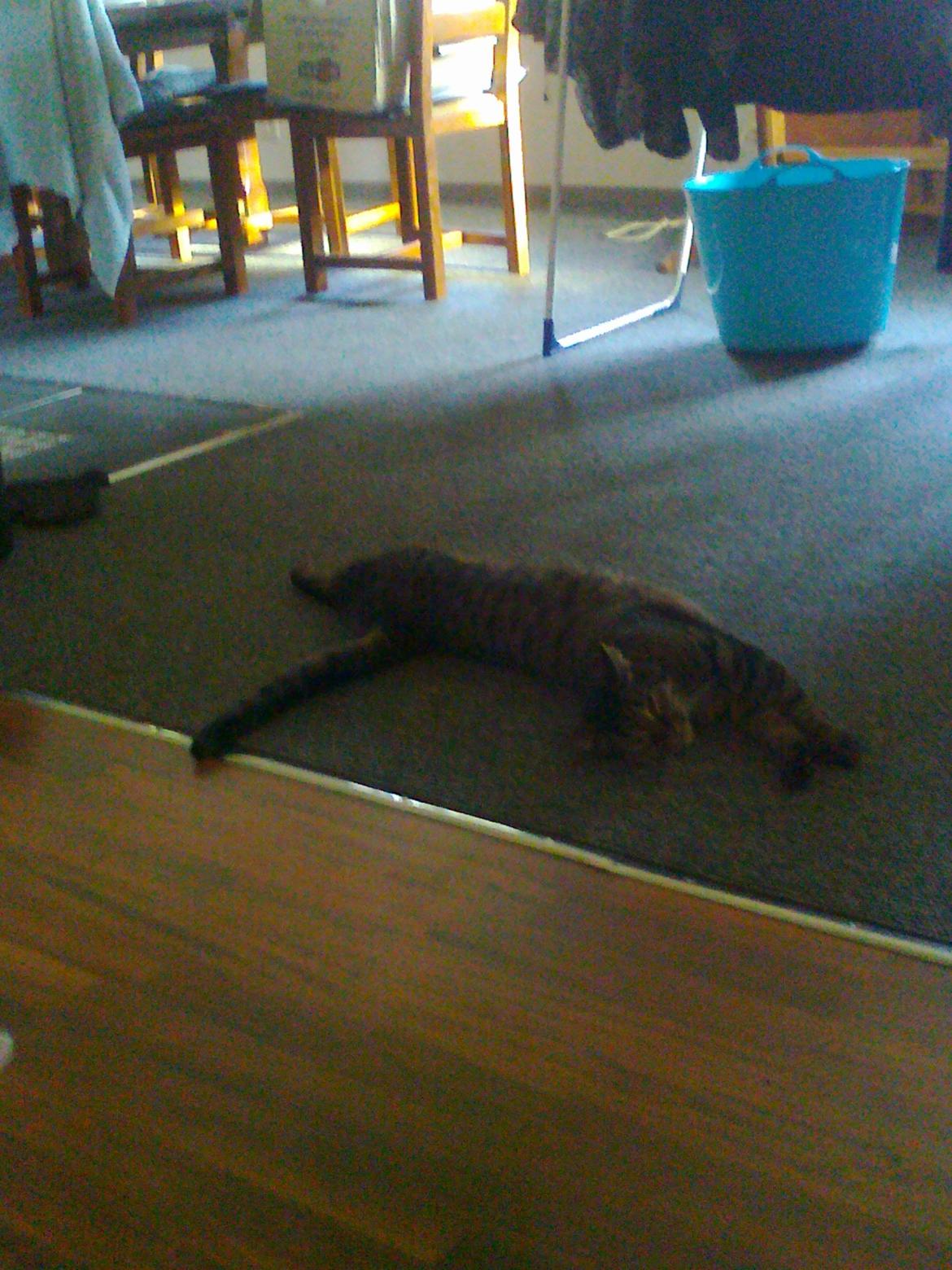 Blanding af racer Bounty - Stor dejlig lang mis billede 5