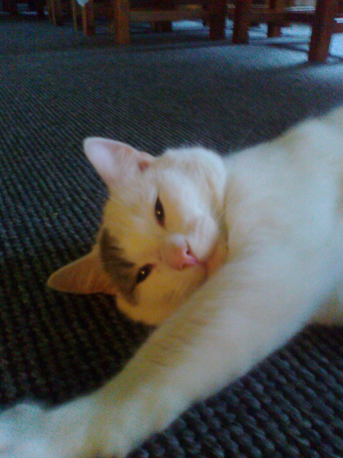 Blanding af racer Motor - Jeg ved godt jeg er lækker:) billede 1