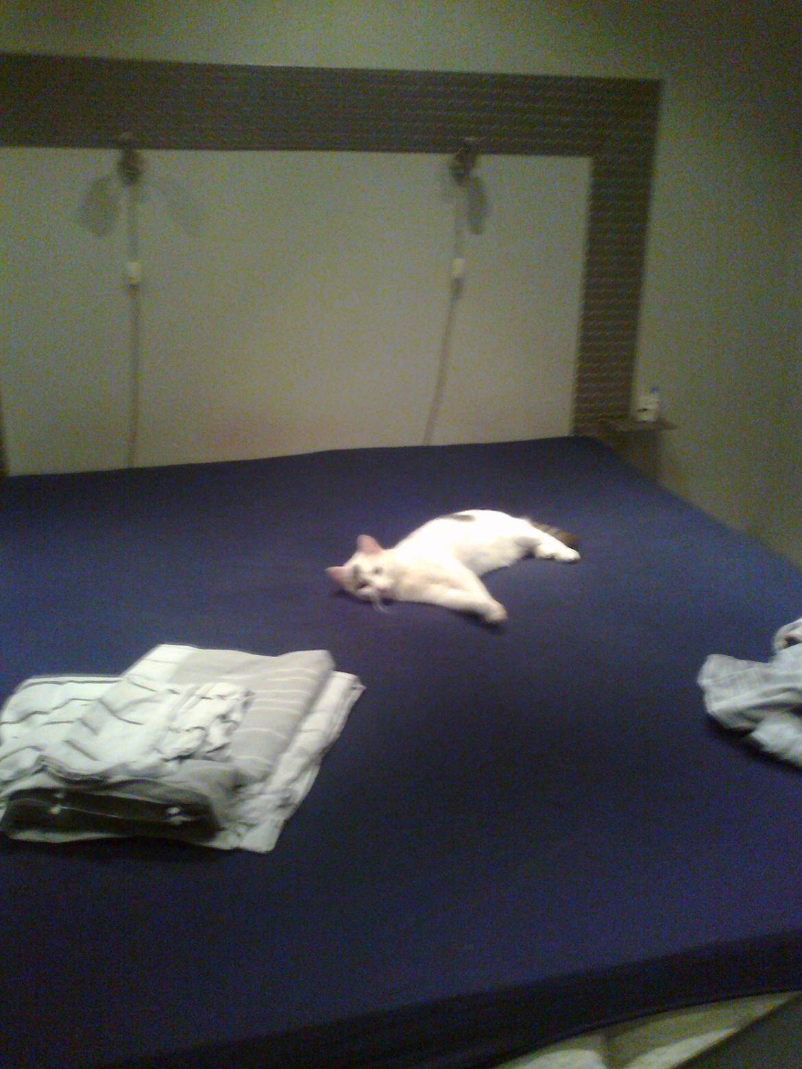 Blanding af racer Motor - Motor lægger rent sengetøj på:)
 billede 2