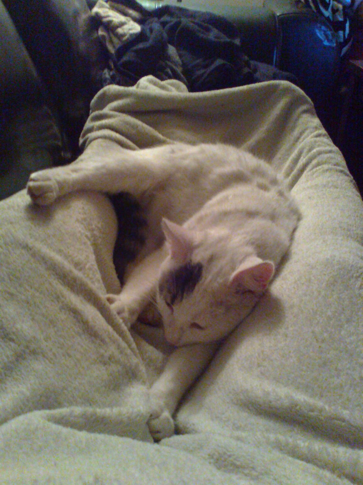 Blanding af racer Motor - " Nu har jeg set dine ben, så nu ejer jeg dem. " billede 3