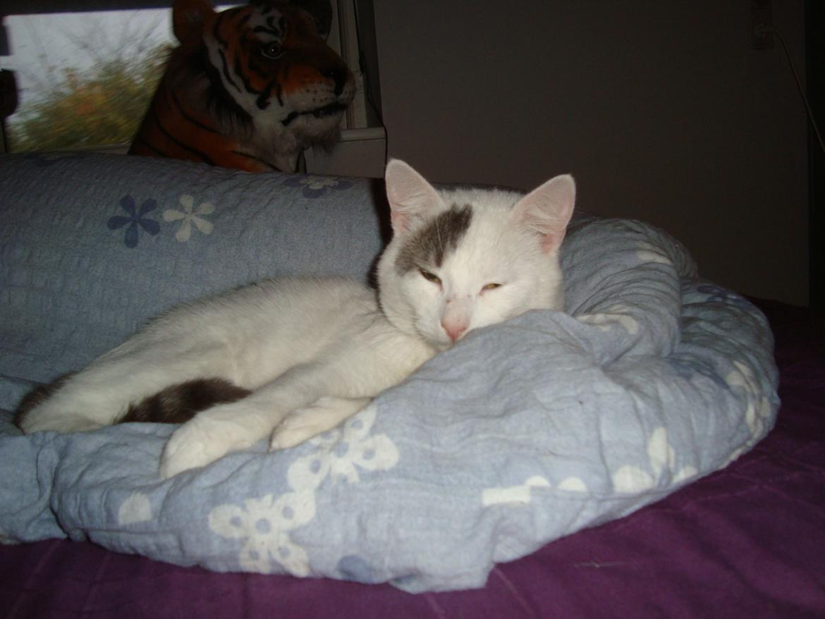 Blanding af racer Motor - " Ummm min seng. " billede 4