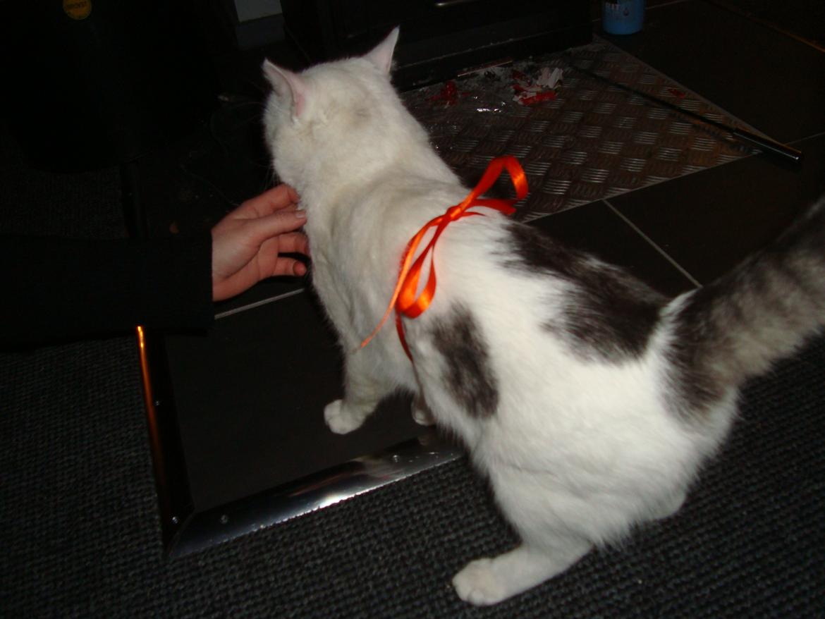 Blanding af racer Motor - " Hvad vil du med julegaver? Du har jo mig! " billede 5