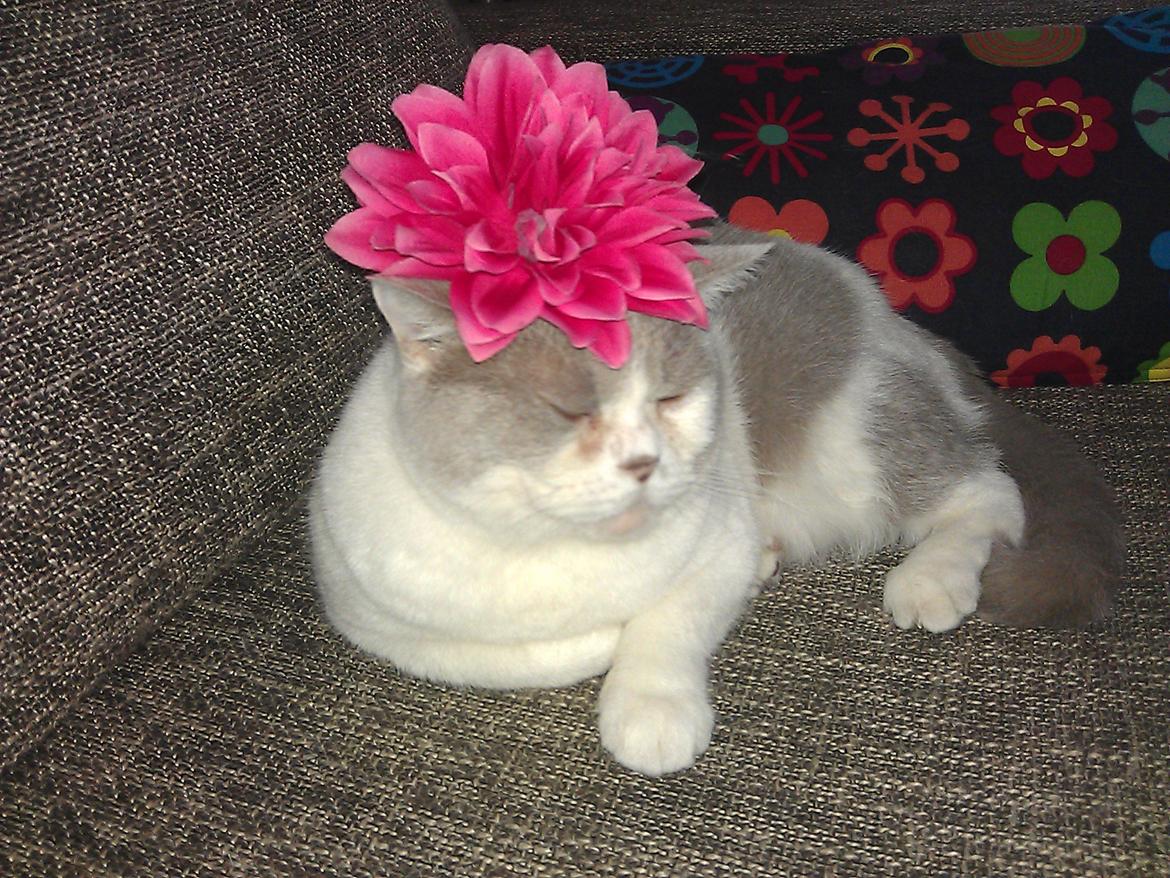 British Shorthair Trille billede 3