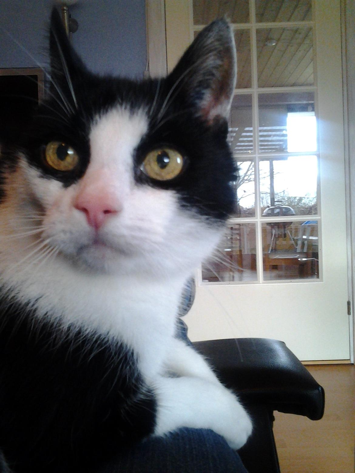 Blanding af racer Zip - Zip 16½ år billede 20