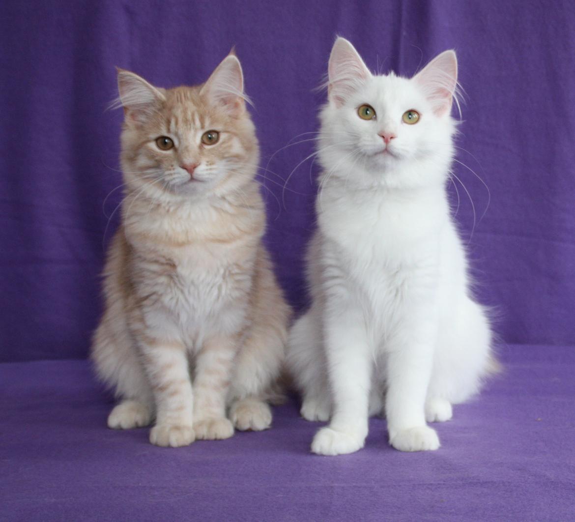 Norsk Skovkat DK Emilline´s Athene R.I.P 10/04/21 billede 4