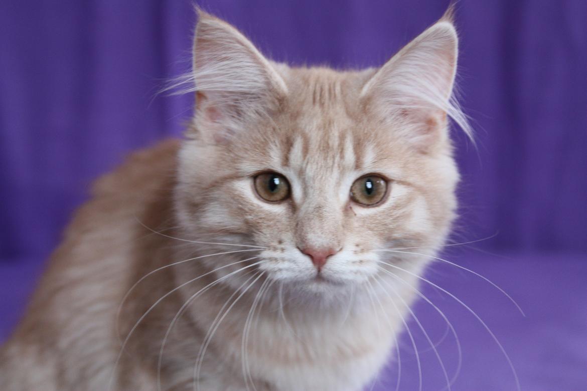 Norsk Skovkat DK Emilline´s Athene R.I.P 10/04/21 billede 6