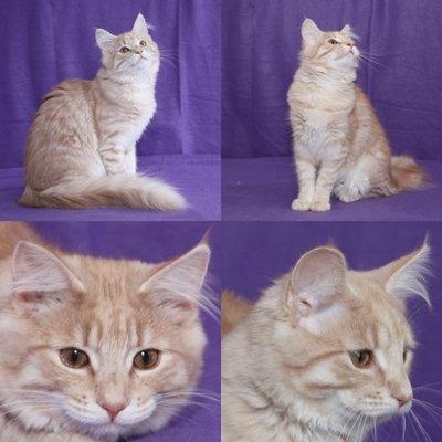 Norsk Skovkat DK Emilline´s Athene R.I.P 10/04/21 billede 2