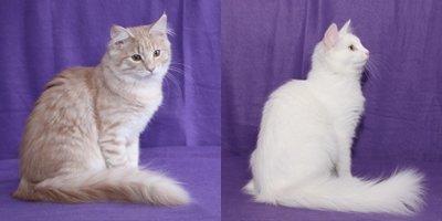 Norsk Skovkat DK Emilline´s Athene R.I.P 10/04/21 billede 3