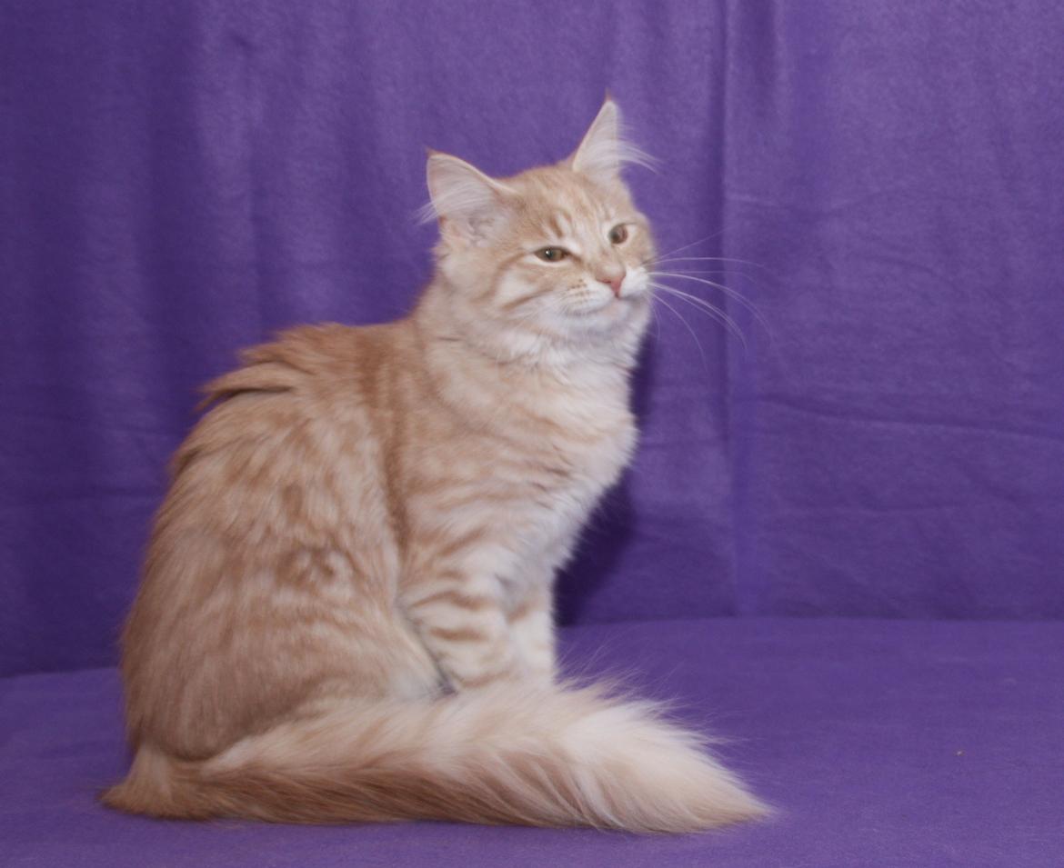 Norsk Skovkat DK Emilline´s Athene R.I.P 10/04/21 billede 1