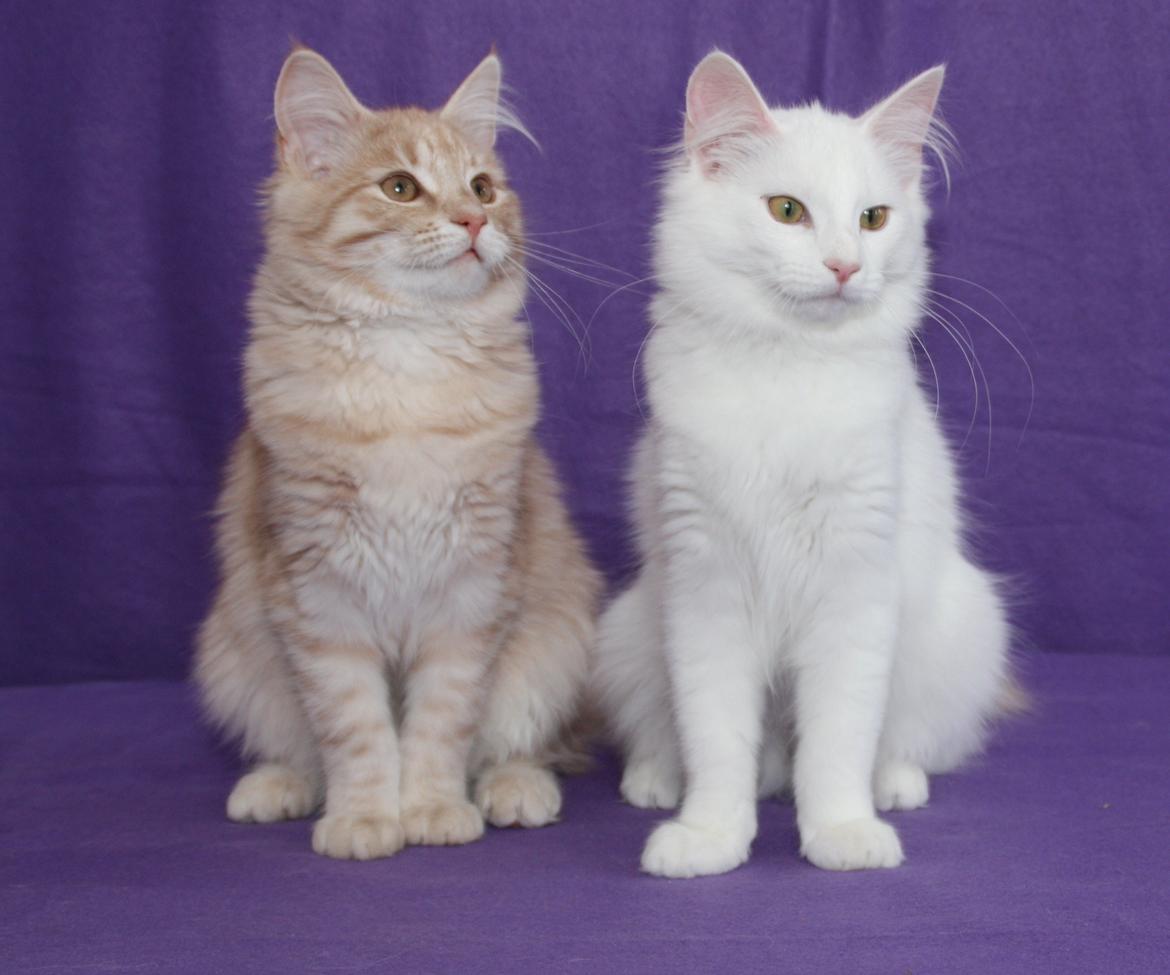 Norsk Skovkat DK Emilline´s Artemis R.I.P 11/04/21 billede 4