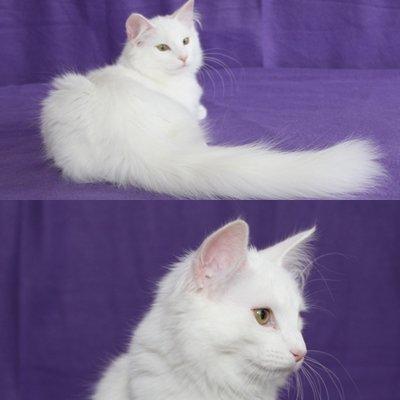 Norsk Skovkat DK Emilline´s Artemis R.I.P 11/04/21 billede 3