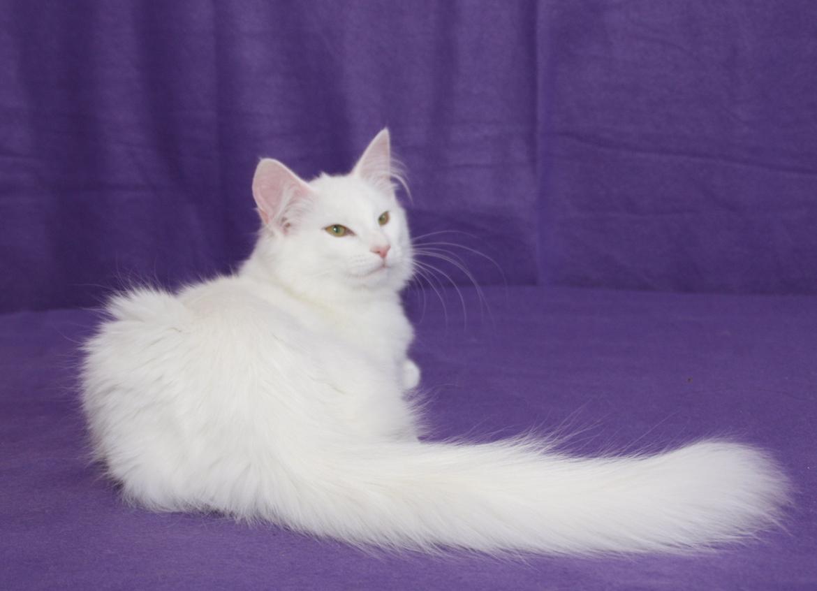 Norsk Skovkat DK Emilline´s Artemis R.I.P 11/04/21 - den 19-1-2013  billede 1