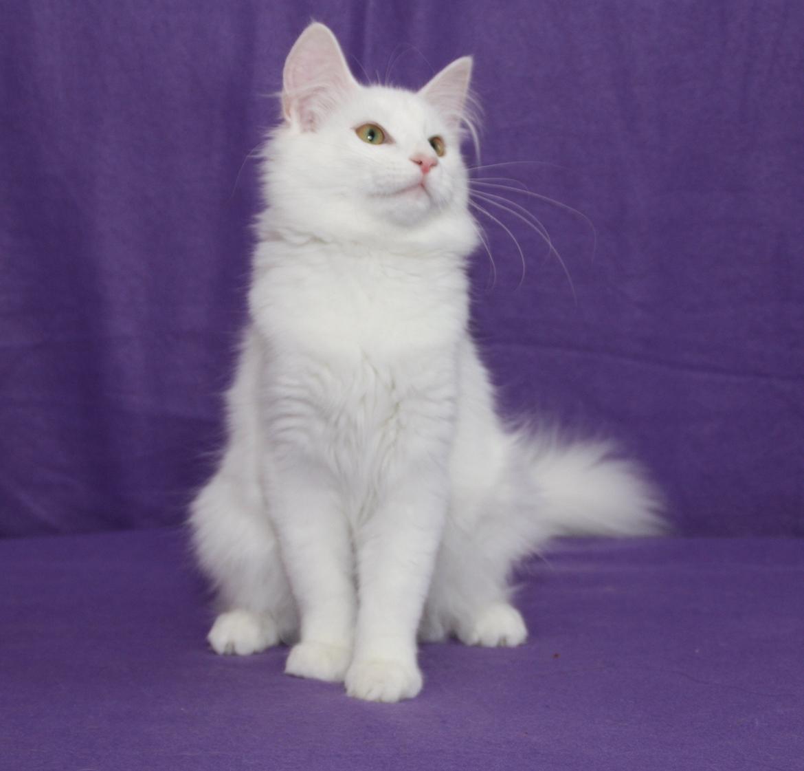 Norsk Skovkat DK Emilline´s Artemis R.I.P 11/04/21 billede 2