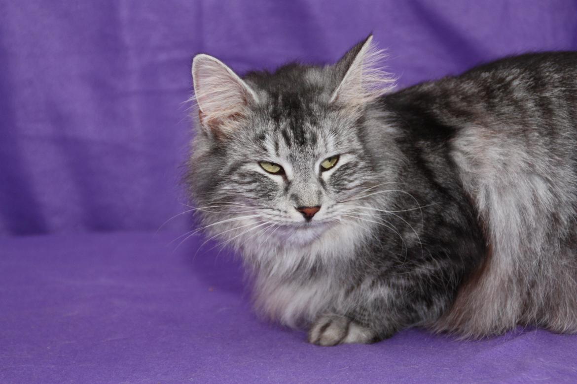 Norsk Skovkat Babette`s Mette ( Celina) R.I.P 2021 billede 2