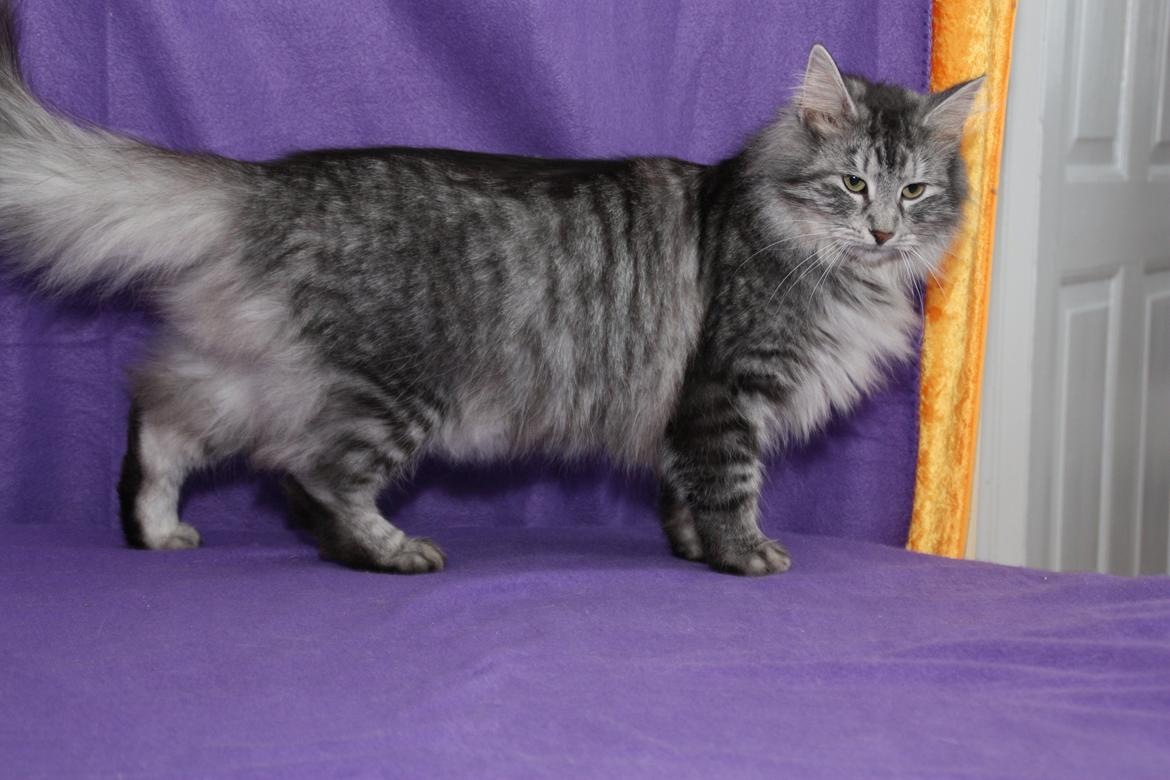 Norsk Skovkat Babette`s Mette ( Celina) R.I.P 2021 billede 1