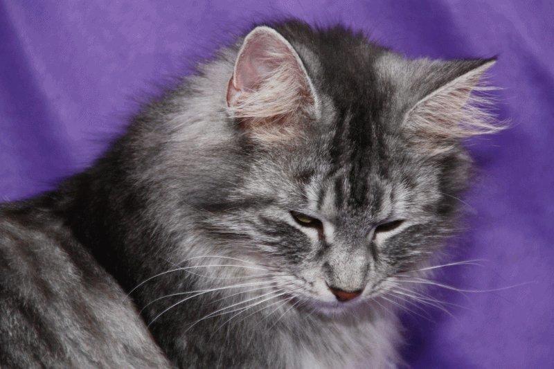 Norsk Skovkat Babette`s Mette ( Celina) R.I.P 2021 billede 3