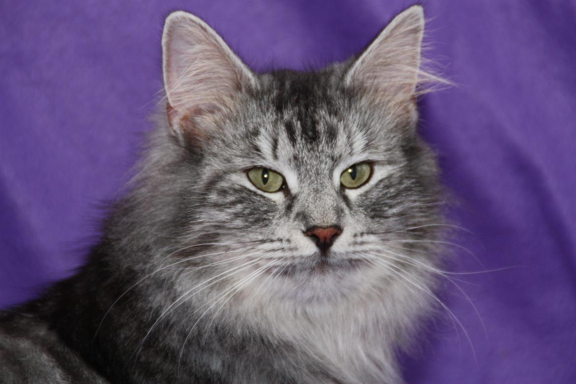 Norsk Skovkat Babette`s Mette ( Celina) R.I.P 2021 billede 20