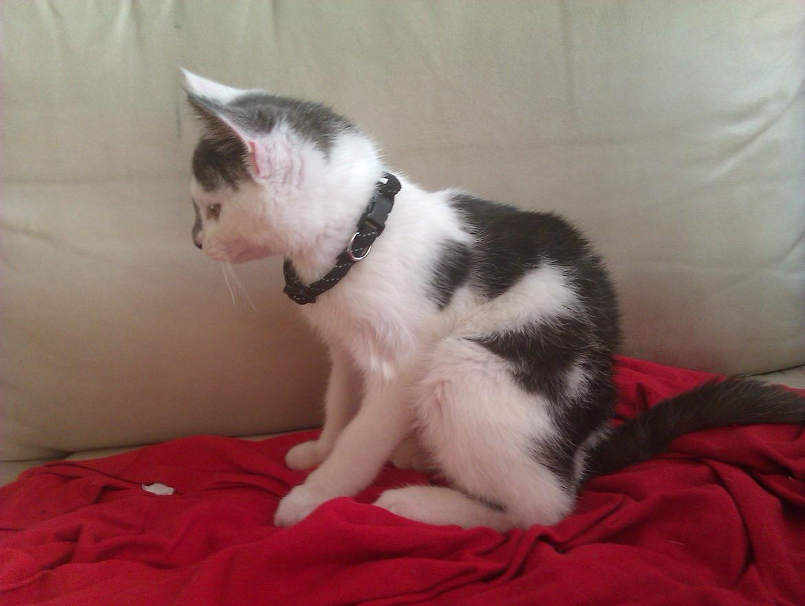 Blanding af racer Pelle(Elsker dig for evigt) billede 13