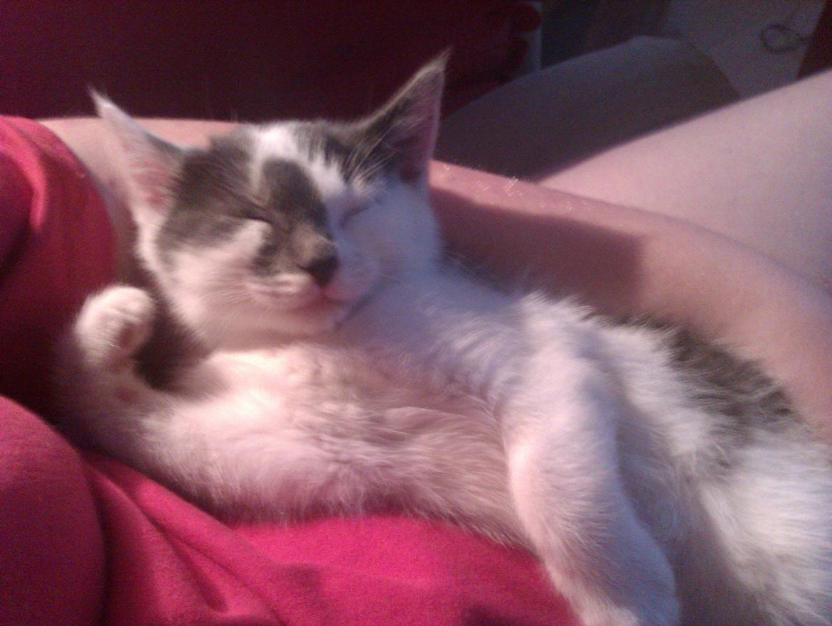 Blanding af racer Pelle(Elsker dig for evigt) - Yes sir Pelle til tjeneste  billede 14