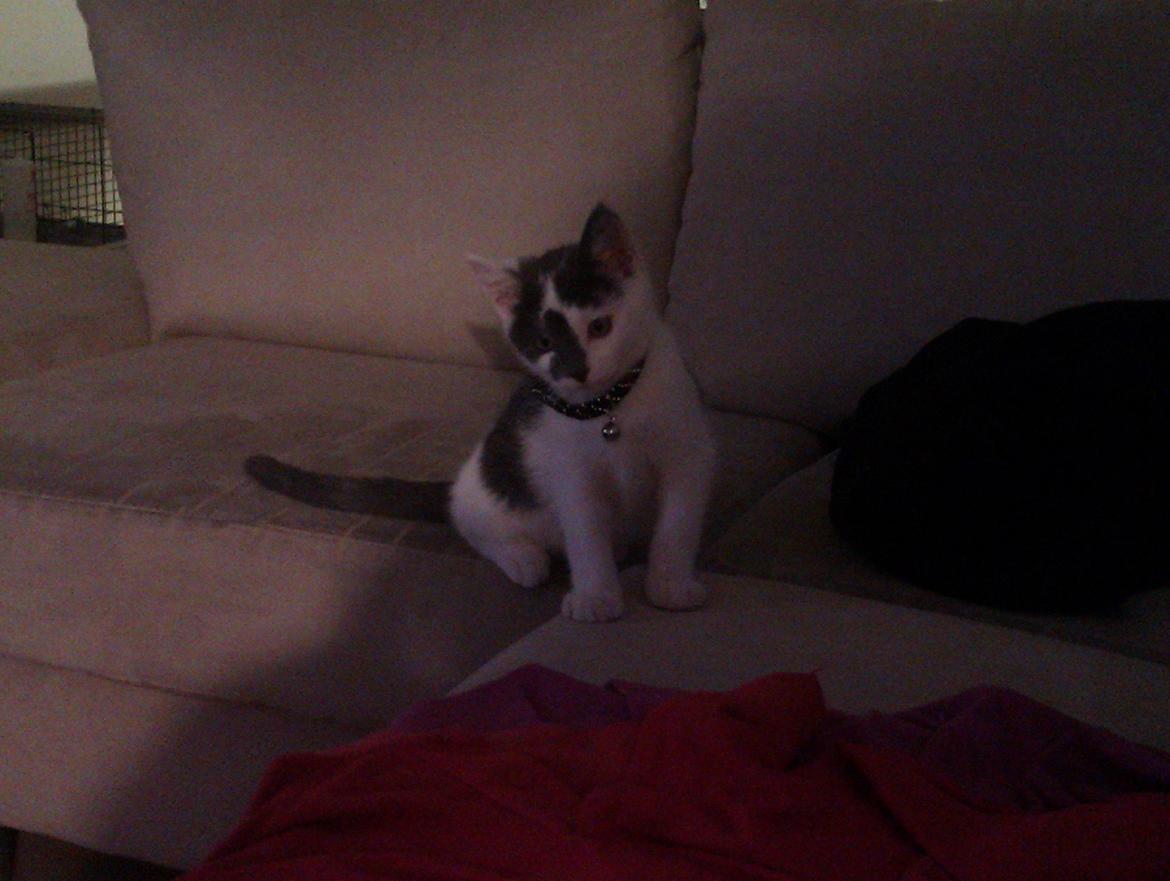 Blanding af racer Pelle(Elsker dig for evigt) billede 15