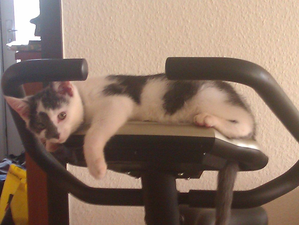 Blanding af racer Pelle(Elsker dig for evigt) billede 16