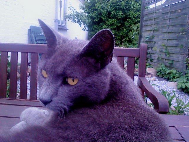 Huskat Laban billede 5