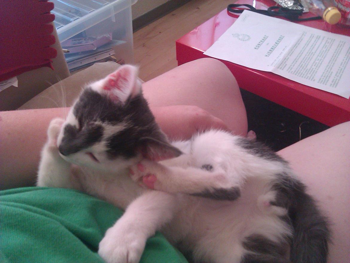 Blanding af racer Pelle(Elsker dig for evigt) - Pelle er i bad  billede 17