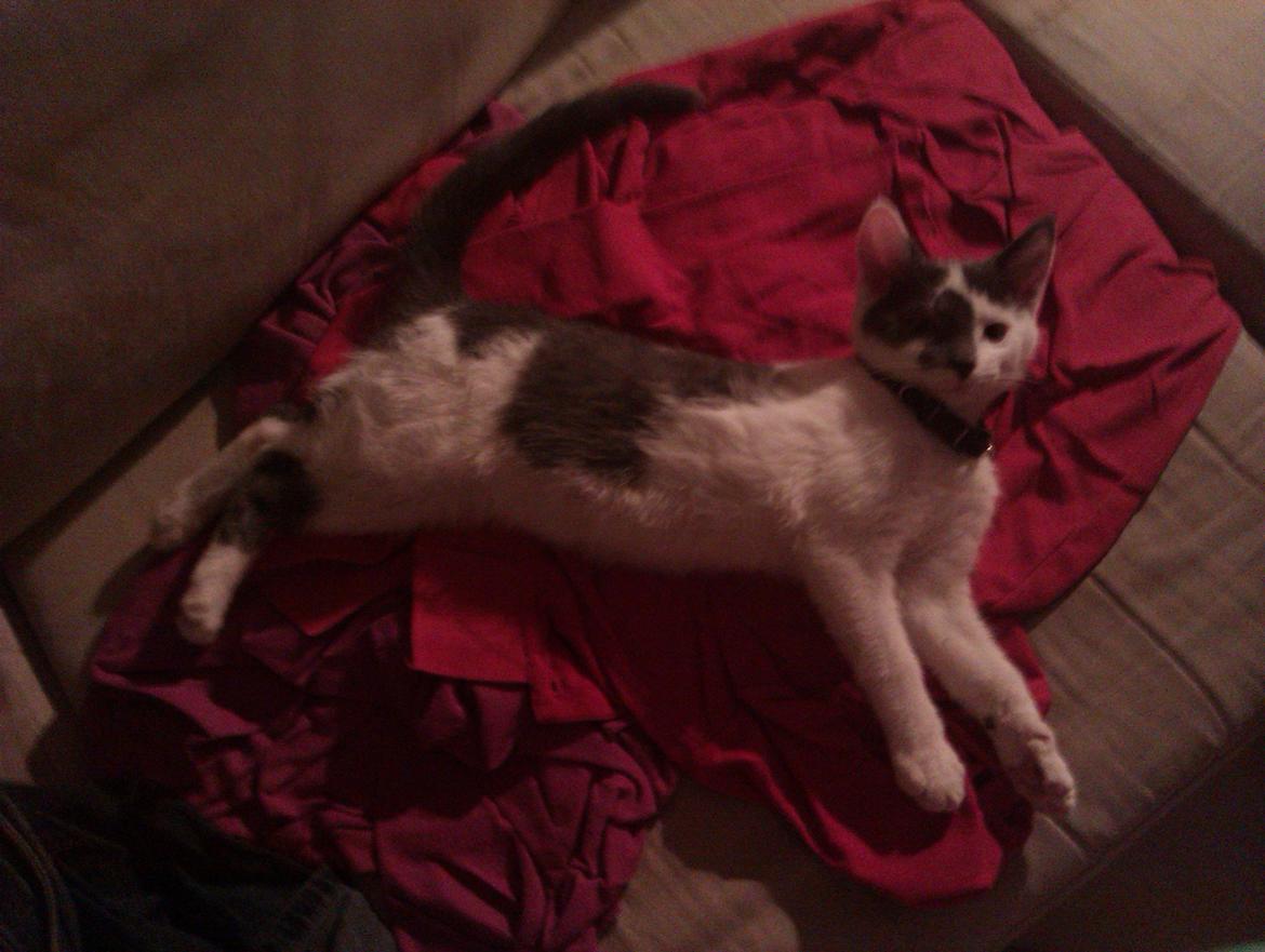 Blanding af racer Pelle(Elsker dig for evigt) billede 18