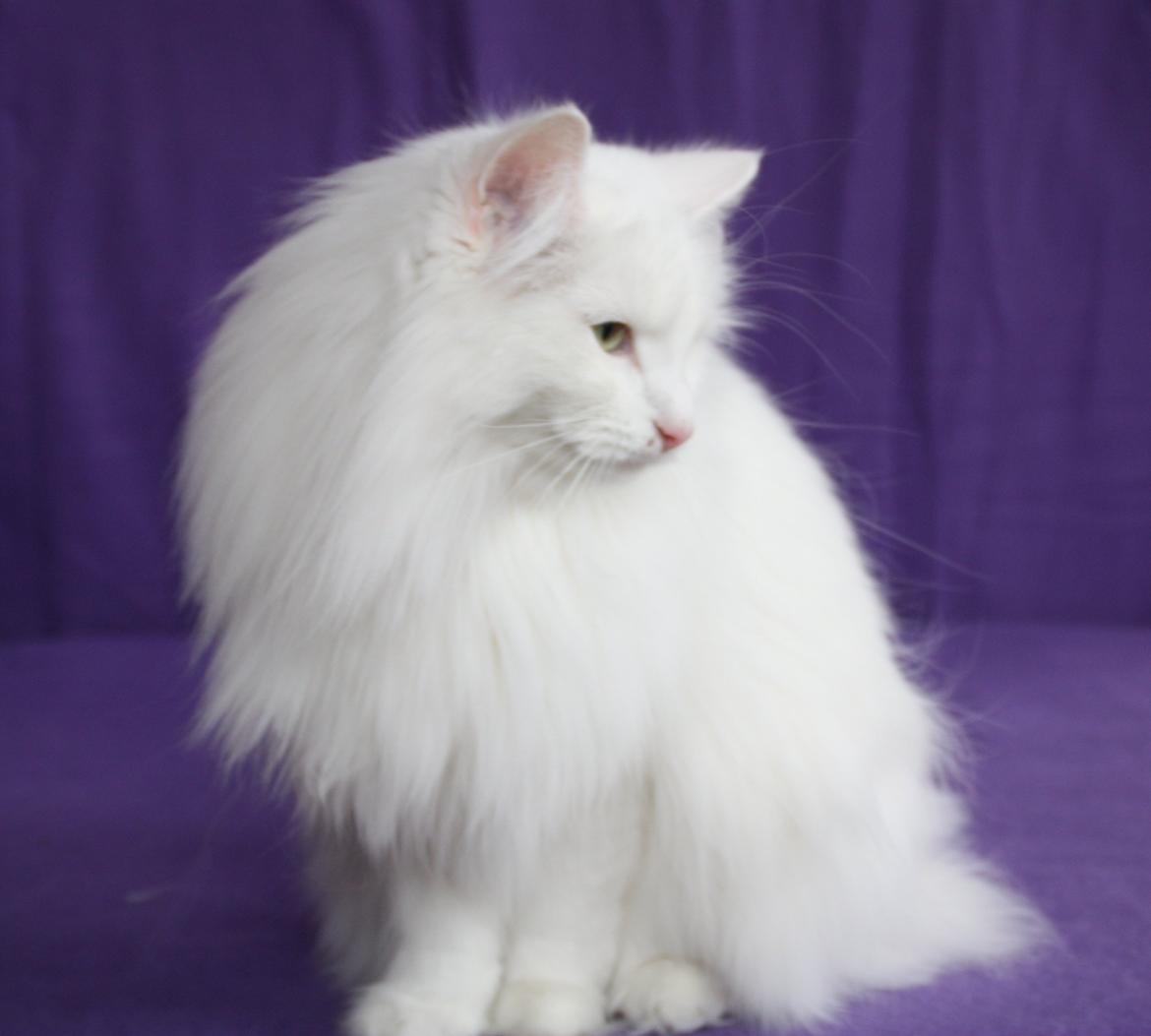 Norsk Skovkat Scarlett-sandra´s Mircel (Smilla) billede 3