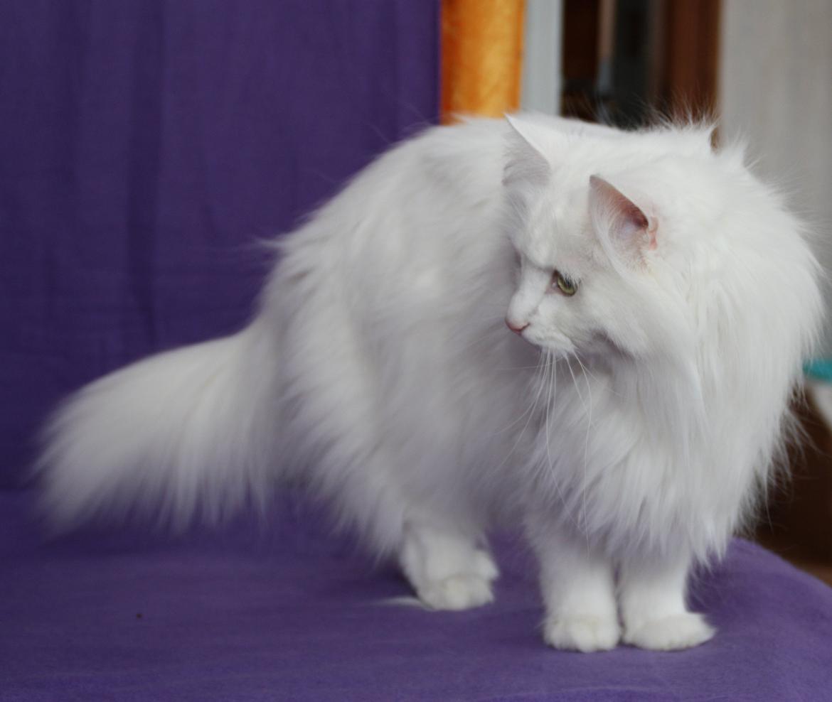 Norsk Skovkat Scarlett-sandra´s Mircel (Smilla) billede 2