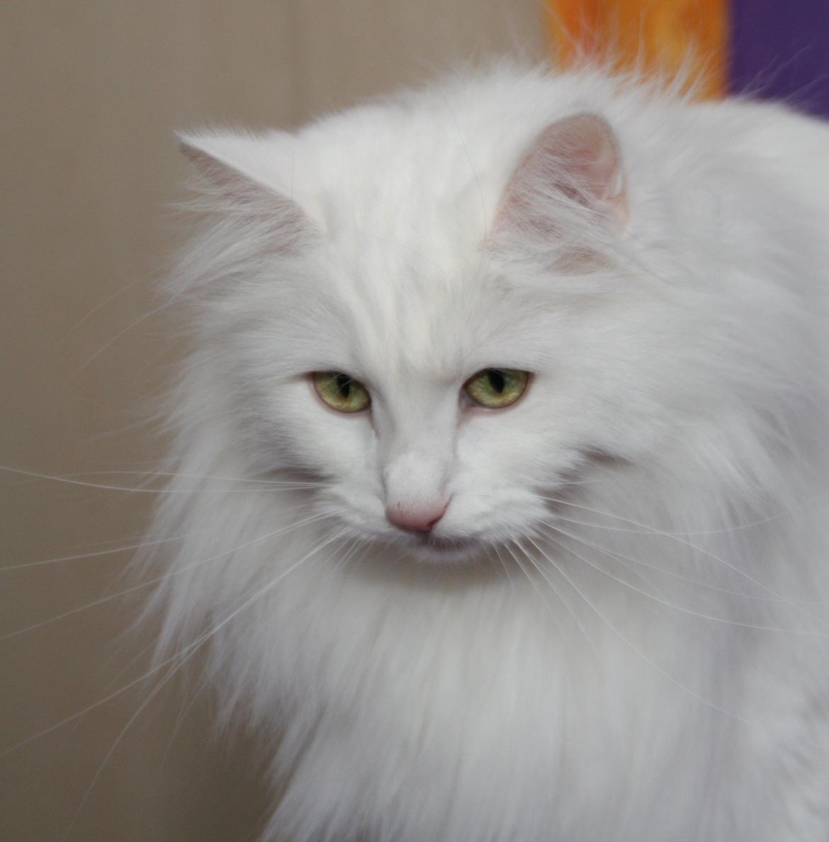 Norsk Skovkat Scarlett-sandra´s Mircel (Smilla) billede 4