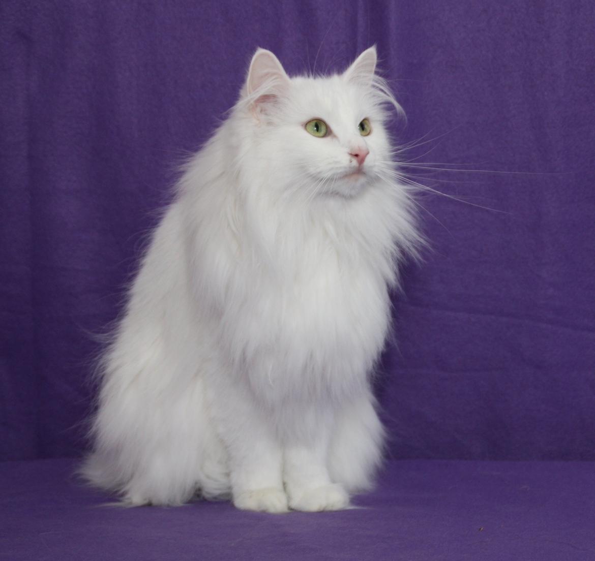 Norsk Skovkat Scarlett-sandra´s Mircel (Smilla) - den 20-1-2013 billede 1