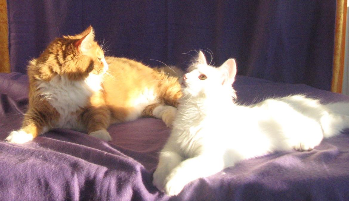 Norsk Skovkat Kajensas Miss Mille billede 3