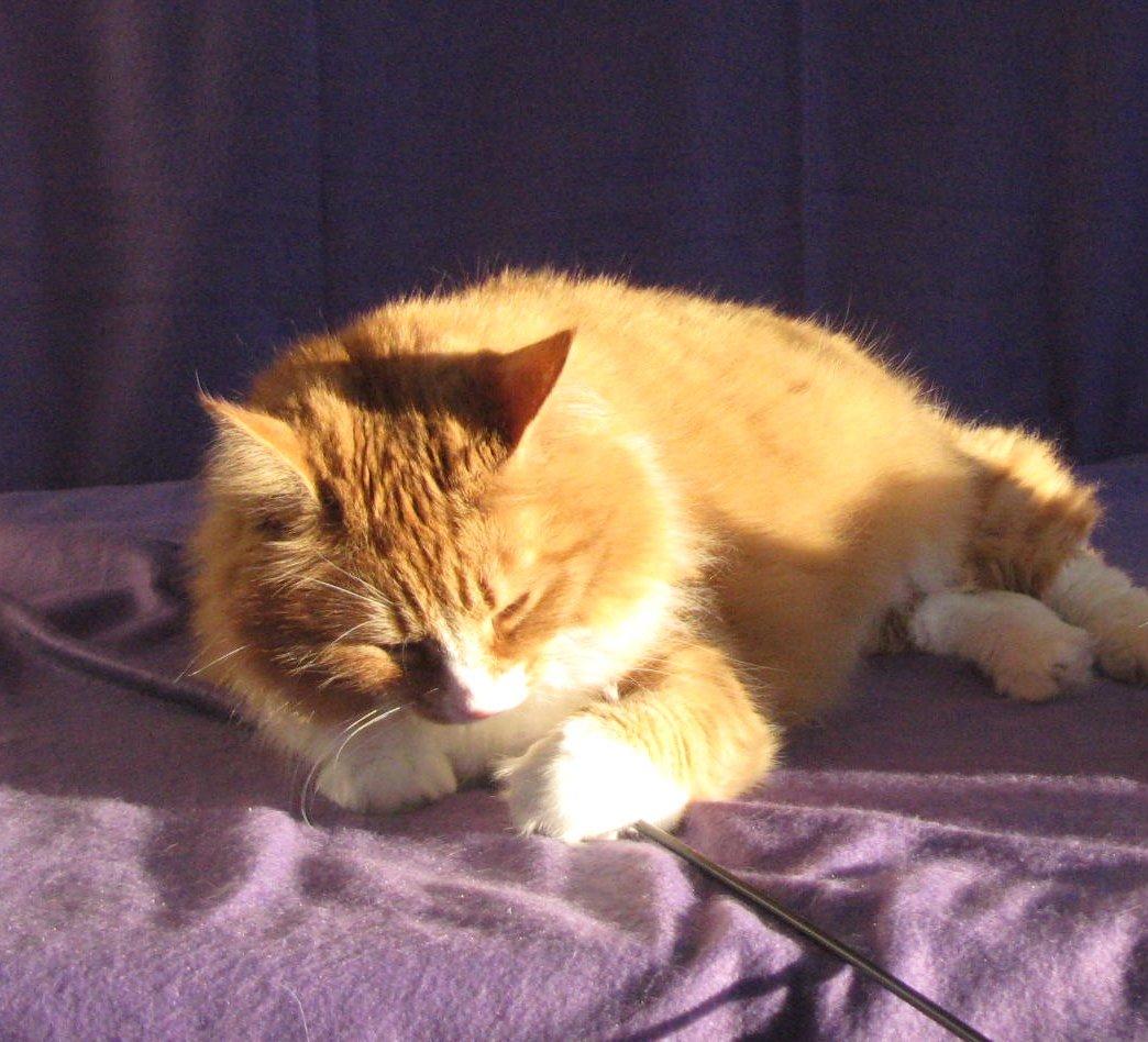 Norsk Skovkat Kajensas Miss Mille - Mille den 20-01-2013  billede 1