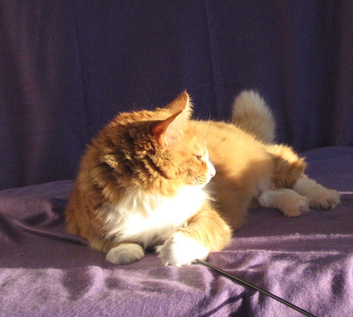 Norsk Skovkat Kajensas Miss Mille - Mille <3  billede 20