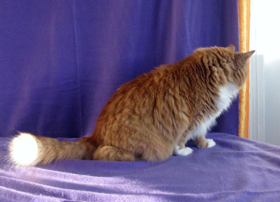 Norsk Skovkat Kajensas Miss Mille - Mille den 20-01-2013 billede 2