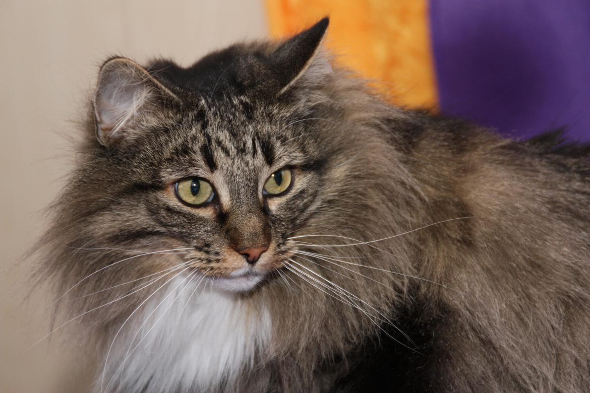 Norsk Skovkat Tantus Merci . R.I.P den 10-4-2013 - Merci er næste 8 år den
 19-01-2013 billede 3