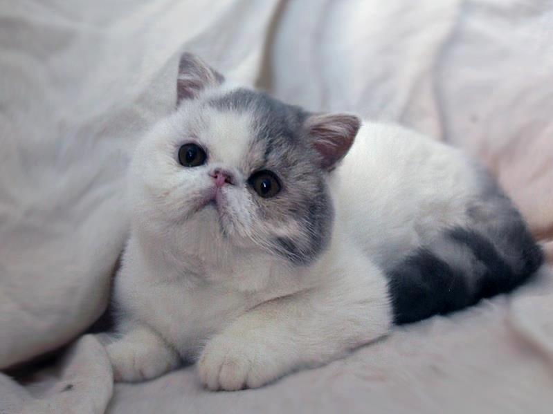 Exotic Nairi Kiss My Love Kinnley billede 1