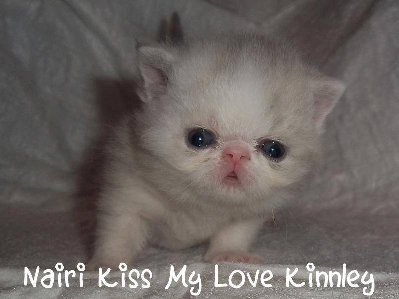 Exotic Nairi Kiss My Love Kinnley billede 3