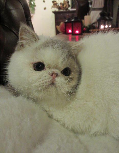 Exotic Nairi Kiss My Love Kinnley billede 4