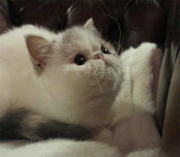 Exotic Nairi Kiss My Love Kinnley billede 5