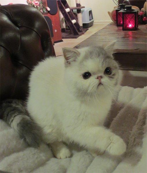 Exotic Nairi Kiss My Love Kinnley billede 6