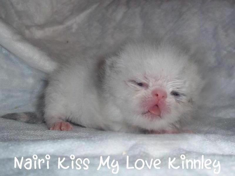 Exotic Nairi Kiss My Love Kinnley billede 2