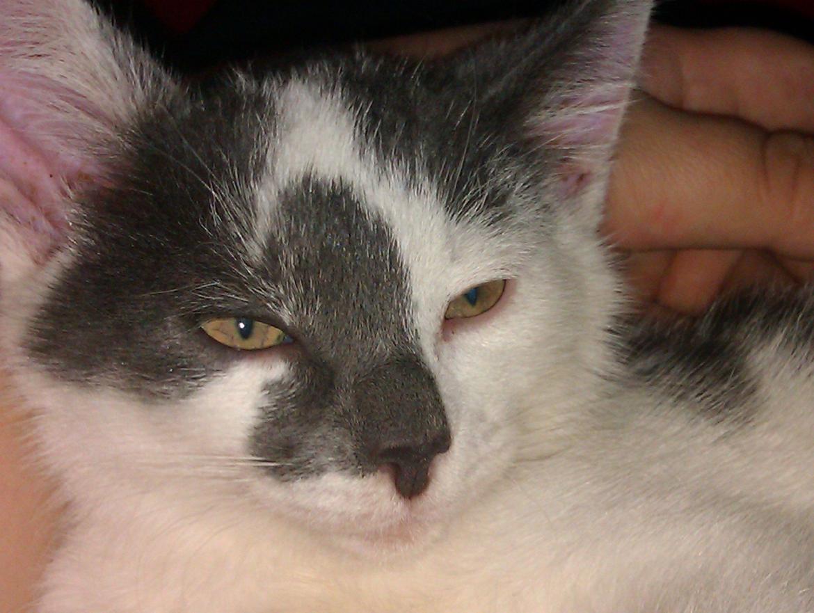 Blanding af racer Pelle(Elsker dig for evigt) billede 19