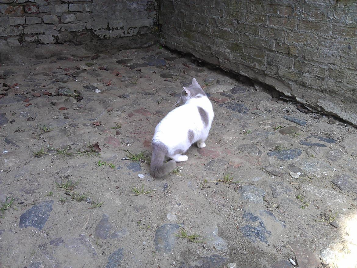 British Shorthair Trille billede 12