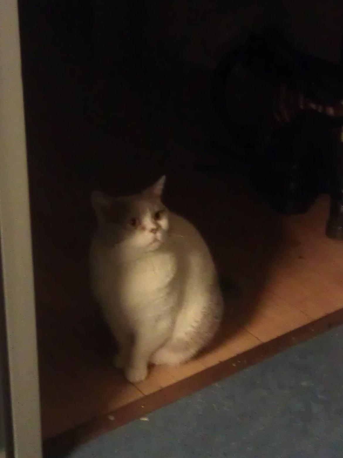 British Shorthair Trille billede 14